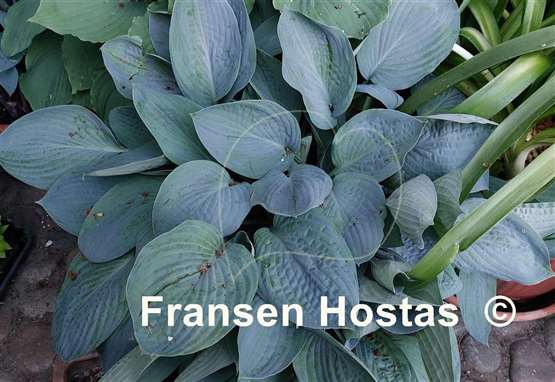 Hosta Dry ice